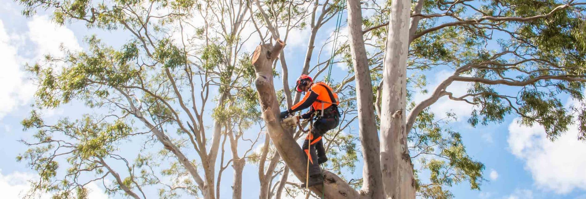 Mackay Tree Removal
