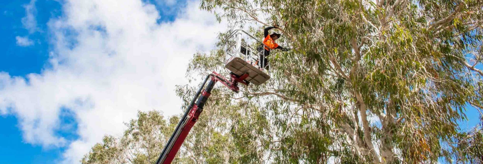 Mackay Tree Pruning