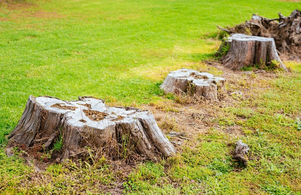 Services-Stumps