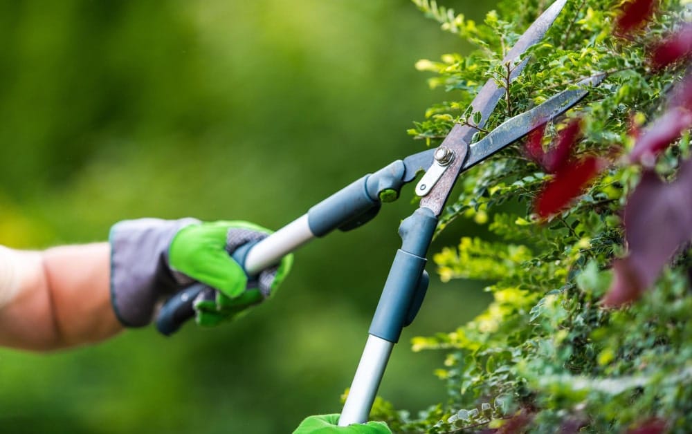 caucasian-gardener-trimming